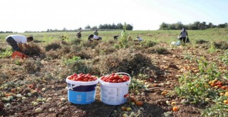 Tarlada kalmadı Bucalı kadınlar kazandı