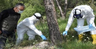 Laboratuvarda üretilen böcekler Karşıyaka'da doğaya salındı