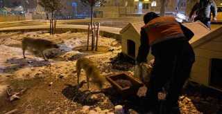 Kar altında kalan can dostlarını Buca Belediyesi unutmadı