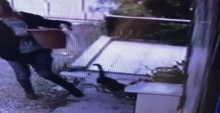 Karşıyaka'da bahçeden saksı çaldı...