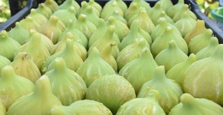 Torbalı’da Bardacık İnciri festivali