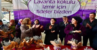 Büyükşehir 5 bin lavanta fidesi dağıttı