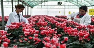 Bayındırlı çiçekçiler ''Şampiyonlar Ligi''nde