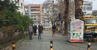 Şehitler Bulvarı'ndaki ağaçlar budanıyor...