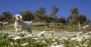 Mera İzmir projesi 2020 baharında başlayacak