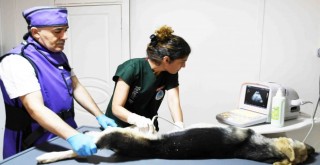 Karabağlar'da can dostlara kesintisiz hizmet