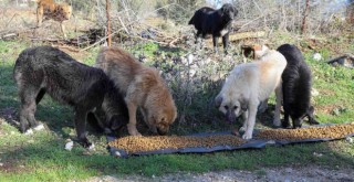 Buca’da kırsaldaki can dostlarına mama desteği