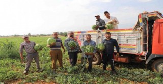 Küçük Menderes’in en kaliteli karpuzu Bayındır-Pınarlı’da