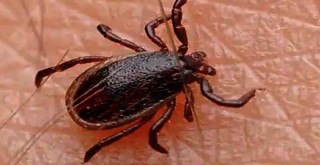 Türkiye EKMUD, Kırım Kongo Kanamalı Ateşi için uyarıda bulundu