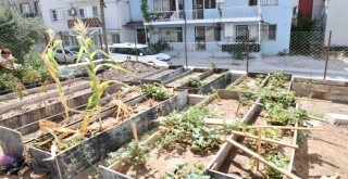 Çiğli’de dar gelirliler için kent bostanları kuruldu