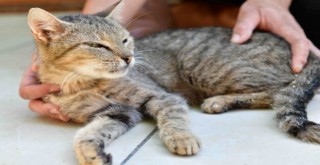 Çiğli Belediyesi ve hayvan dostlarından büyük işbirliği