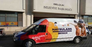 Efes Selçuk'ta can dostların haybulansı hazır