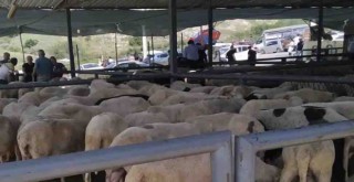 Karşıyaka'da kaçak kurban kesimine ceza