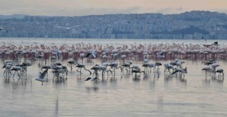 Çiğli Belediyesi’nin Gediz atağı sürüyor