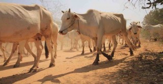 Akika Kurbanı Bağışı ile Paylaşmanın Güzelliği