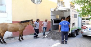 Karşıyaka’da başıboş at operasyonu