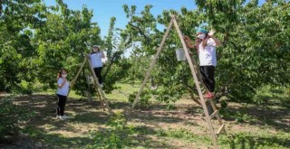 İzmir’de kiraz hasadı için dayanışma başladı