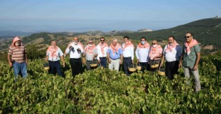 Kavacık Üzüm Festivali bağbozumuyla yaşatıldı