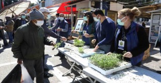 Buca’da balkon tarımı için 100 bin fide