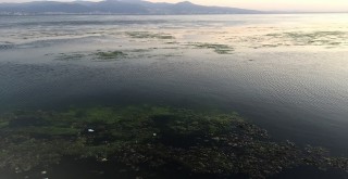 Bostanlı sahilinde yosun tehlikesi