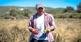 Yamanlar domatesi İzmir’in 17 ilçesine yayılıyor