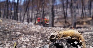 İzmir son 20 yılın en zorlu yazını geçirdi