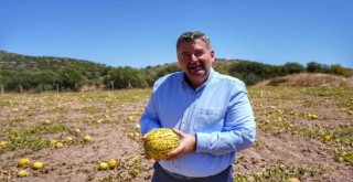 Çeşme kavunu yeniden sahnede