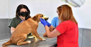 İzmir Büyükşehir’de Veteriner İşleri Halk Sağlığı Dairesi Başkanlığı kuruldu