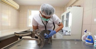 Gaziemir Belediyesi can dostların yaşam hakkına dikkat çekiyor