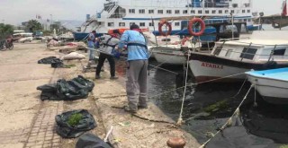 Karşıyaka kıyılarındaki deniz marulları temizleniyor