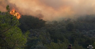 Urla'da yangın kontrol altında