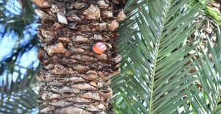 İzmir’in palmiyeleri için alarm sistemi