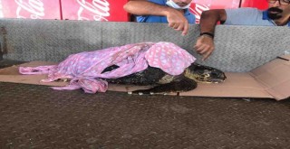 Yaralı halde bulunan caretta caretta tedavi altına alındı