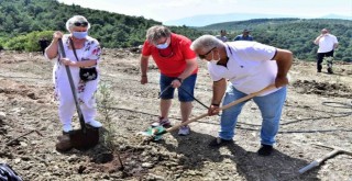 Bornova'da 1.250 zeytin fidanı toprakla buluştu