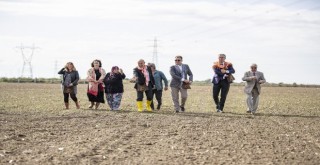 Karakılçık buğdayı İzmir’in ovalarına geri dönüyor