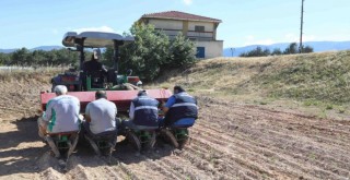 Buca’nın kırsalına bilye kekik dopingi