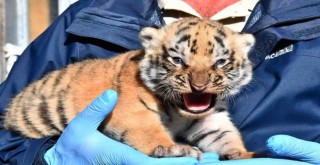 Doğal Yaşam Parkı'nda üç yavru kaplan daha doğdu