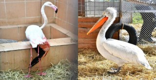 Yaralı flamingo ve iki pelikan tedavi altında
