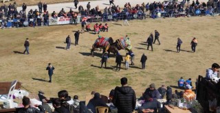 Konaklı, 25. kez deve güreşlerine ev sahipliği yaptı