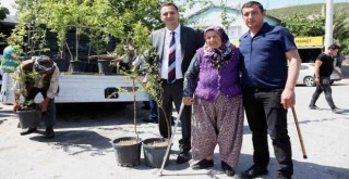 Bir yılda 10 bin meyve fidanı dağıtılacak