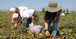 Kınık, Gönüllü Son Hasat Yayım Projesi etkinliğine ev sahipliği yaptı