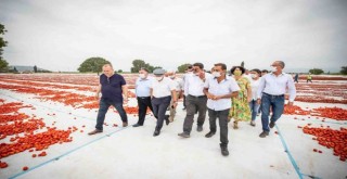 Başkan Soyer domates hasadı yaptı