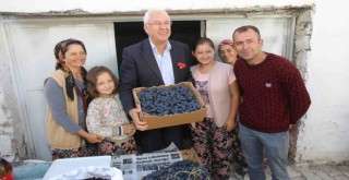 Kavacık Üzüm Festivali gün sayıyor