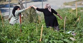 Mahalle bostanı üreticileri artık sertifikalı