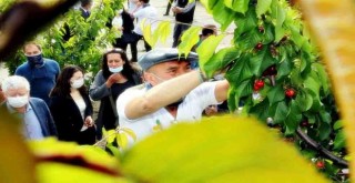 İzmir’in kirazı imeceyle toplanıyor