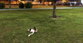 Flamingoların ölüm nedeni araştırılıyor