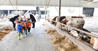 Minikler besi çiftliğinde