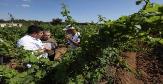 Buca razakısı küllerinden doğuyor