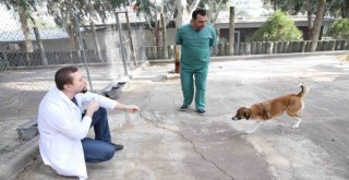 Karşıyaka’nın ampute köpekleri emin ellerde