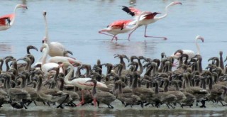 Esat Erçetingöz’ün objektifinden ''Flamingo Adası''